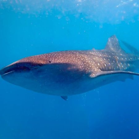 Magic Oceans Dive Resort Anda  Ngoại thất bức ảnh