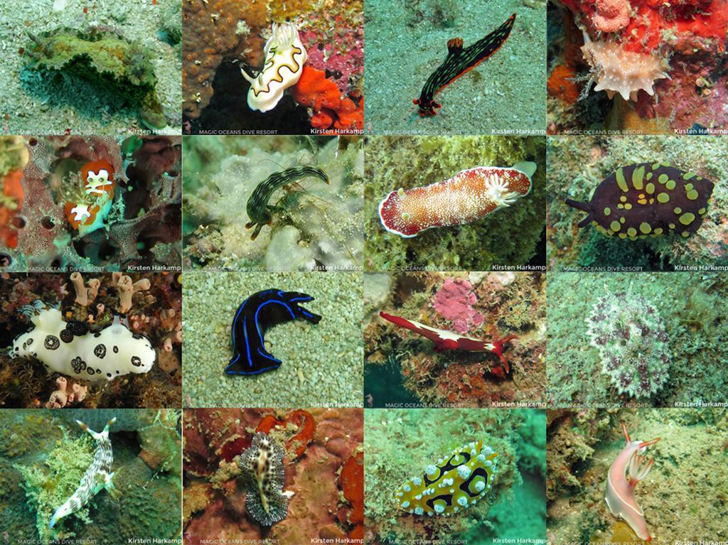 Magic Oceans Dive Resort Anda  Ngoại thất bức ảnh