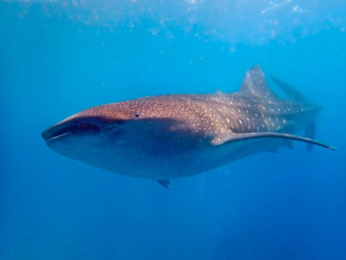 Magic Oceans Dive Resort Anda  Ngoại thất bức ảnh