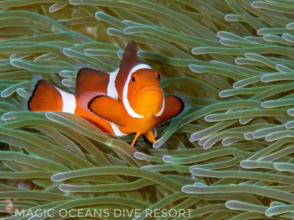 Magic Oceans Dive Resort Anda  Ngoại thất bức ảnh