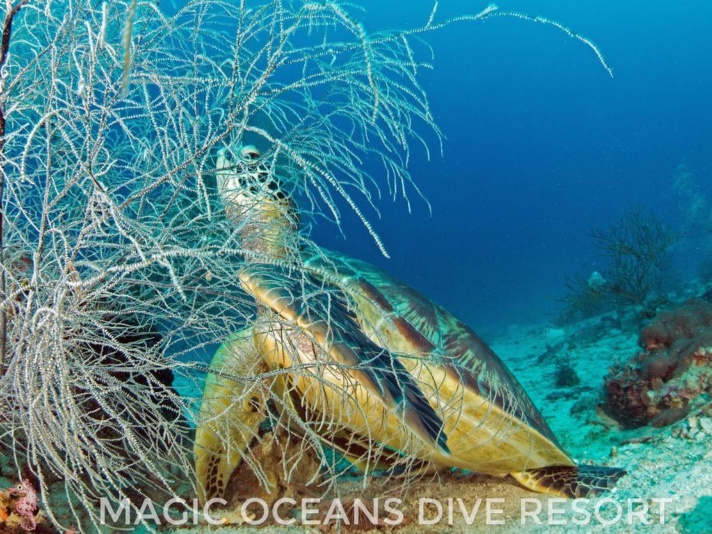 Magic Oceans Dive Resort Anda  Ngoại thất bức ảnh